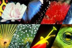 Biodiversidade:Um Alerta 