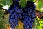 A elegncia da uva Merlot