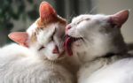 Quando gata gosta de gata