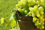 Sauvignon Blanc, a minha uva predileta 