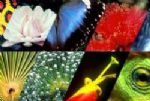 Biodiversidade:Um Alerta 