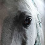 O CAVALO E OS DEPENDENTES