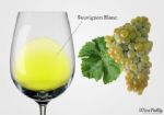 Sauvignon Blanc; a uva que amo
